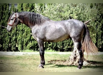 PRE, Stallion, 6 years, 16.2 hh, Gray, in Palma De Mallorca,