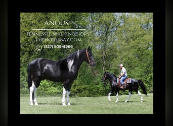 Tennessee Walking Horse, Wallach, 14 Jahre, 155 cm, Tobiano-alle-Farben, in Jamestown, KY,