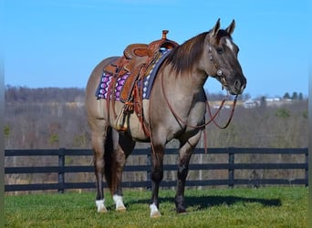 Quarter horse américain, Hongre, 10 Ans, Grullo, in Fredericksburg, OH,