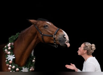 Reitbeteiligung (Reitet sucht Pferd)