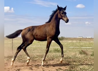 Westphalien, Jument, Poulain (05/2024), 168 cm, Bai brun foncé, in Cashion,