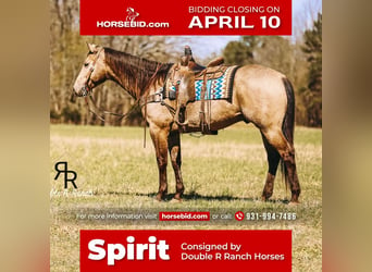 Quarter horse américain, Hongre, 7 Ans, 163 cm, Buckskin, in Lyles, TN,