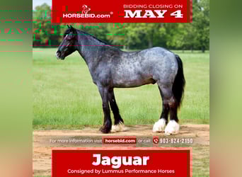 Gypsy Horse Mix, Gelding, 4 years, Roan-Blue, in Bloomburg