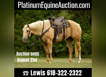 American Quarter Horse, Gelding, 8 years, Palomino, in Fariana IL,