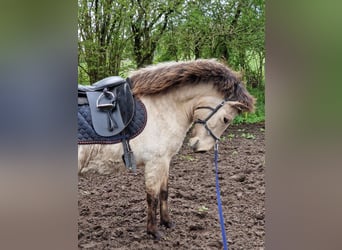 Icelandic Horse, Mare, 5 years, 14 hh, in Blunk,