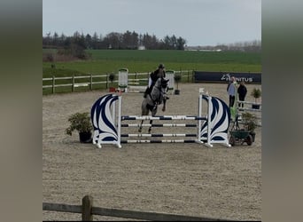 Deens warmbloed, Merrie, 8 Jaar, 164 cm, Schimmel, in Auning