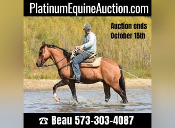 American Quarter Horse, Wallach, 5 Jahre, 150 cm, Buckskin, in SWEET SPRINGS, MO,