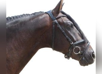 PRE Mix, Gelding, 10 years, 15.2 hh, Bay, in BARCELONA,
