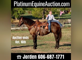American Quarter Horse, Ruin, 13 Jaar, Zwart, in Cleburne, TX,