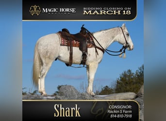 American Quarter Horse, Ruin, 8 Jaar, 152 cm, Schimmel, in Rebersburg,