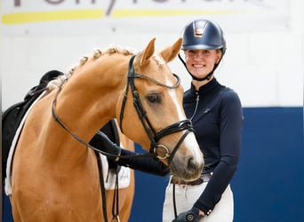 Poney de selle allemand, Hongre, 4 Ans, 148 cm, Palomino, in Marsberg