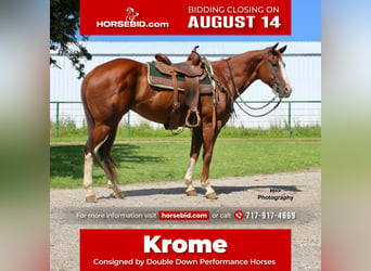Quarter horse américain, Hongre, 10 Ans, Alezan cuivré, in Cushing, OK,