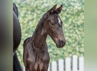 Westfaal, Hengst, Veulen (04/2026), Zwartbruin, in Mnster-Handorf