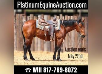 Quarter horse américain, Hongre, 6 Ans, 147 cm, Bai cerise, in Weatherford TX,