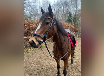 Irish Sport Horse, Mare, 12 years, 15,2 hh, Brown, in Norderstedt