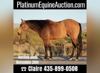American Quarter Horse, Gelding, 12 years, 16.1 hh, Buckskin, in Benson, AZ,