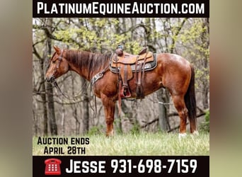 Quarter horse américain, Hongre, 6 Ans, 160 cm, Rouan Rouge, in Santa Fe. TN,