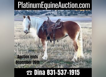 Haflinger, Mare, 8 years, Chestnut, in Paicines, CA,
