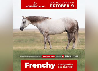 American Quarter Horse, Wallach, 9 Jahre, 152 cm, Schimmel, in Canyon, TX,