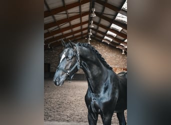 Hengst 2 Jahre
