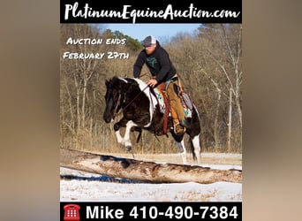 Quarter horse américain, Jument, 14 Ans, Tobiano-toutes couleurs, in Mt. Grove, MO,