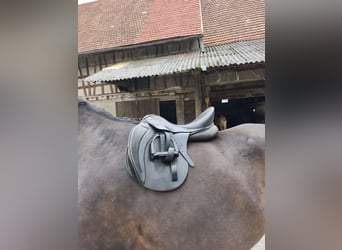 Horca Picasso VS Sattel  Horca Picasso VS Sattel