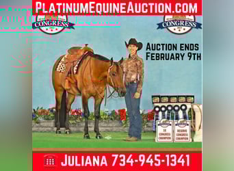 American Quarter Horse, Gelding, 5 years, 15.2 hh, Dun, in Jackson MI