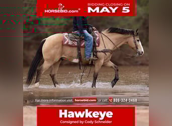 Draft Horse Mix, Gelding, 11 years, 15 hh, Buckskin, in Canyon, TX,