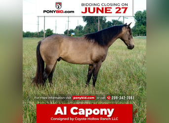 Quarter pony, Hongre, 9 Ans, 132 cm, in Waterford, CA,