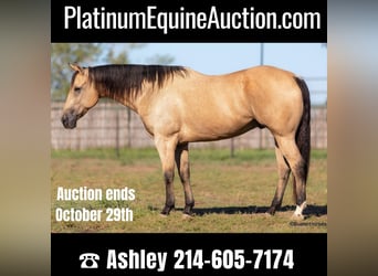Quarter horse américain, Hongre, 11 Ans, 157 cm, Buckskin, in Weatherford TX,