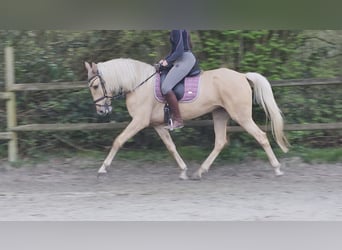 Andalusier, Stute, 6 Jahre, 162 cm, Palomino, in Nettetal,