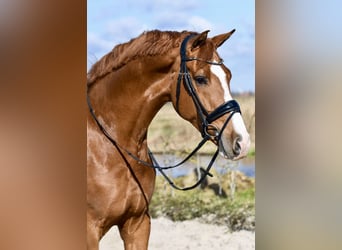 KWPN, Wallach, 12 Jahre, 170 cm, Fuchs, in Pelmberg