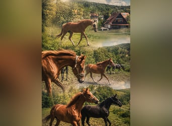 Thoroughbred, Mare, 3 years, Chestnut-Red, in Homberg (Efze)
