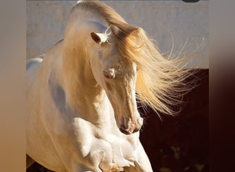 PRE, Stallion, 12 years, 15.2 hh, Cremello, in La Puebla Del Rio,