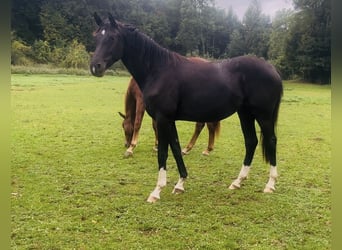 Hannoveriano, Yegua, 3 años, 167 cm, Negro, in Hasbergen
