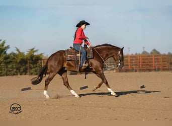 American Quarter Horse, Wallach, 5 Jahre, 152 cm, Rotfuchs, in Canyon