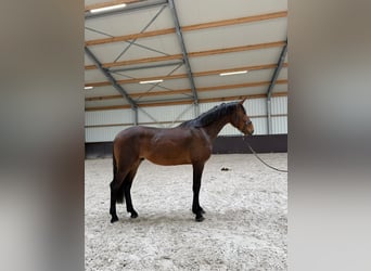 KWPN, Ruin, 3 Jaar, 167 cm, Bruin, in Swalmen