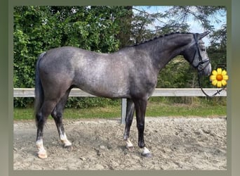 Danish Warmblood, Gelding, 6 years, 17 hh, Gray, in Süderlügum,