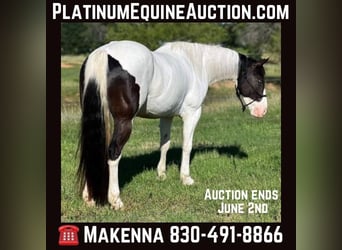 Paint Horse, Wallach, 6 Jahre, 157 cm, Tobiano-alle-Farben, in Stephenville TX,