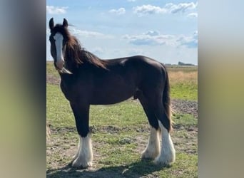 Tinker Mix, Ruin, 2 Jaar, 160 cm, Donkere-vos, in Süderlügum