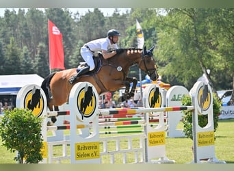 Niemiecki koń sportowy, Wałach, 9 lat, 175 cm, Gniada, in Leisnig,