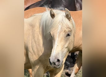 Caballo cuarto de milla, Yegua, 1 año, 148 cm, Palomino, in Linsburg