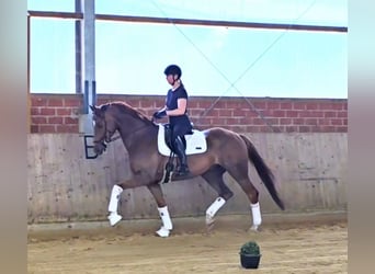 Westfale, Wallach, 5 Jahre, 172 cm, Fuchs, in Warendorf