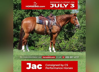Quarter horse américain, Hongre, 8 Ans, Alezan cuivré, in Jacksboro, TX,
