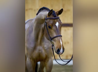 BWP (cheval de sang belge), Hongre, 3 Ans, 171 cm, Bai, in kinrooi,