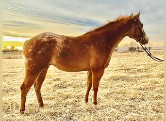 Pony de las Américas, Caballo castrado, 5 años, 140 cm, Red Dun/Cervuno, in Ridgway
