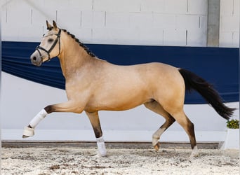 Duitse rijpony, Ruin, 3 Jaar, 146 cm, Falbe, in Marsberg
