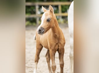 Welsh-A, Étalon, , Palomino, in Sm