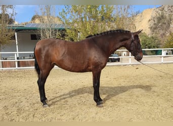 PRE Mix, Mare, 6 years, 15.2 hh, Brown, in Malaga,