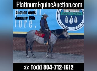 American Quarter Horse, Gelding, 8 years, 15.1 hh, Gray-Dapple, in Sandston VA,
